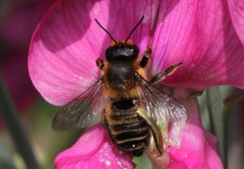 Megachile willughbiella